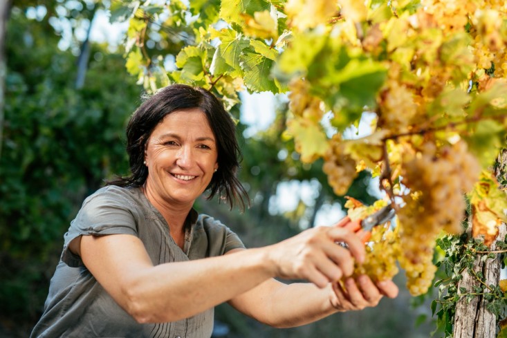 Trgatev na Posestvu Berce v Vipavski dolini